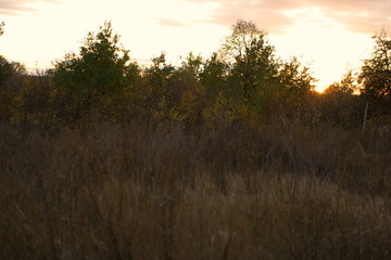 Obraz premium sunset in forest