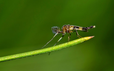 Midge fly insect (Chironomidae) resting on a pine needle against a soft green background. - obrazy, fototapety, plakaty