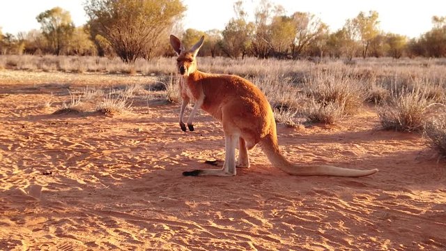 SLOW MOTION of adult red kangaroo, Macropus rufus, standing on the red sand of outback central Australia. Australian Marsupial in Northern Territory, Red Center. Desert landscape at golden sunset.