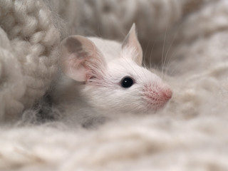 White cute rat hiding in a warm scarf