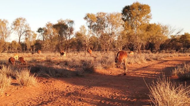 SLOW MOTION of a red kangaroo jumping over red sand of outback central Australia in the wilderness. Australian Marsupial in Northern Territory, Red Centre. Desert landscape at sunset. Macropus rufus