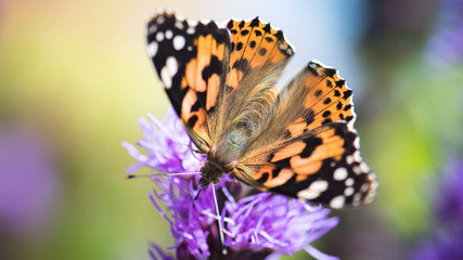 Motyl siedzący na kwiatku