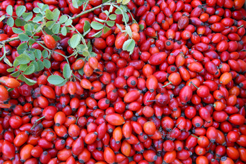  Background of dog-rose. Sweetbrier