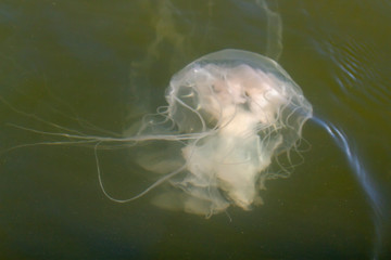 Jellyfish in Chesapeake Bay
