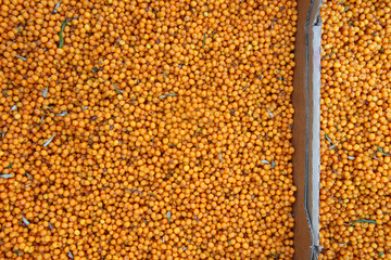 Sea buckthorn. Background of ripe berries