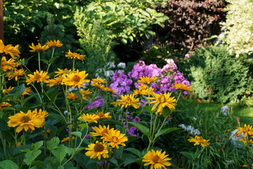 Small sunflowers and phloxes at flower beds