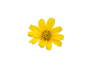 Yellow flowers,Spring background with beautiful yellow flowers isolated on white background with clipping path