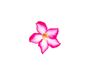 Beautiful Pink Adenium flower,pink flower isolated on white background with clipping path