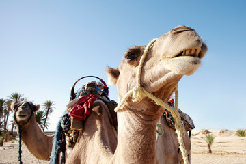Saddled camel in the desert closeup