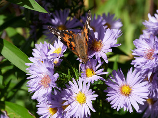 Monarch butterfly feeding on an aster in a garden