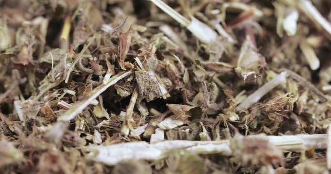 Motherwort grass in bulk