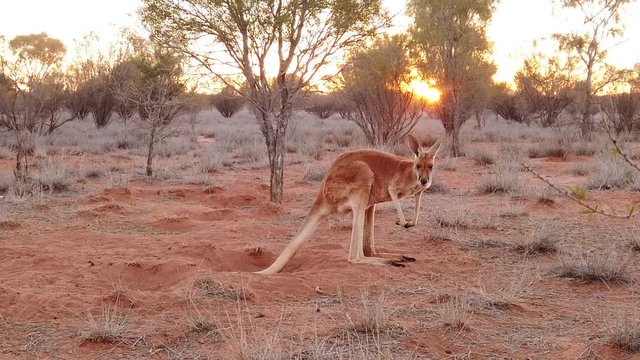 SLOW MOTION red kangaroo at sunset standing in the sun. Macropus rufus, on the red sand of central Australia. Australian Marsupial in Northern Territory in Red Center.