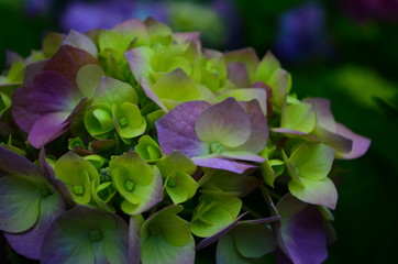 beautiful hydrangea flowers on a bush close up