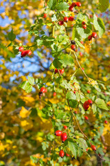 Fototapeta premium Ripe rosehip in the autumn light