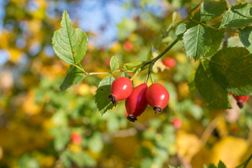 Ripe rosehip in the autumn light