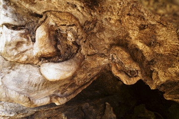 Obraz premium Uneven surface of old wood with dark cracks patterns 