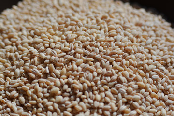 Barley grains close-up shooting