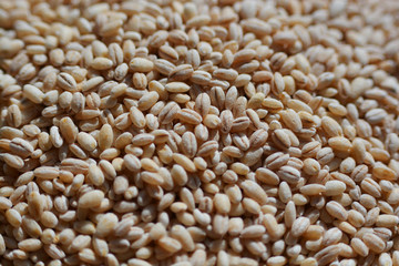 Barley grains close-up shooting