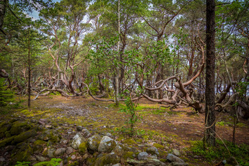 Trollwald auf Öland, Schweden