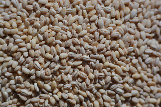 Barley grains close-up shooting