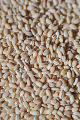 Barley grains close-up shooting