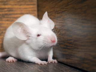 Funny sly white rat closeup. Rodent with long mustache