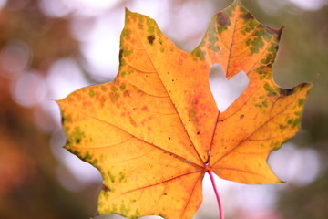 Naklejka na ściany i meble Leaf with Hearts, Autumn