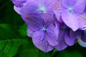 beautiful hydrangea flowers on a bush close up