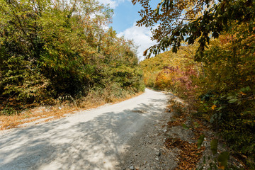 Fototapeta premium Autumn forest scenery with road of fall leaves, warm light illumining the gold foliage. Footpath in scene autumn forest nature. Vivid october day in colorful forest, maple autumn trees road fall way