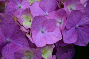 beautiful hydrangea flowers on a bush close up