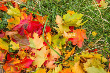 Colorful leaves fallen on the ground during autumn season