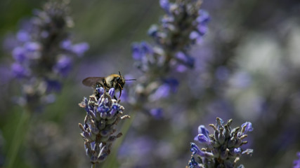 Pszczoła zbiera nektar z kwiatu lawendy