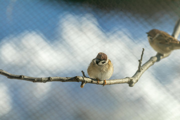 Natural background with many small funny birds sparrows and Chicks sitting on a branch in a winter garden