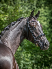 Obraz premium Portrait of a friendly looking Dutch warmblood dressage horse looking to over his shoulder, glamour shot.