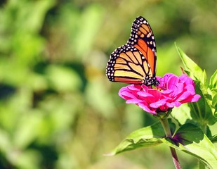 Fototapeta na wymiar Monarch Butterfly on a Flower