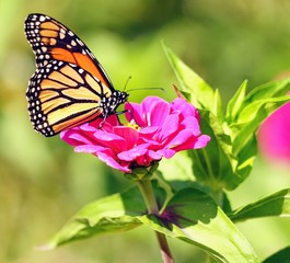 Fototapeta na wymiar Monarch Butterfly on a Flower