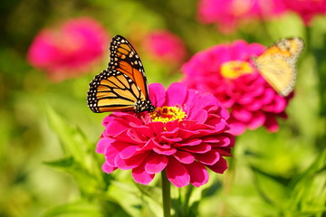 Monarch Butterfly on a Flower