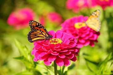 Monarch Butterfly on a Flower