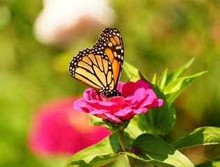 Monarch Butterfly on a Flower