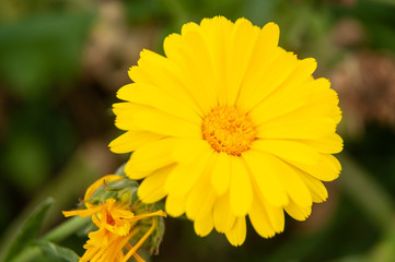 close-up of yellow flower of a field marigold