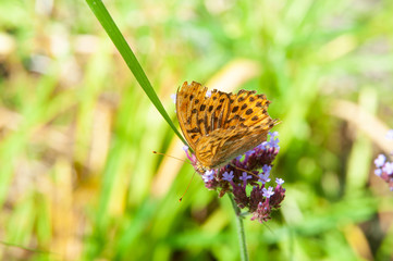 silver-washed fritilliary on flower head of an argentinian vervain