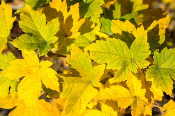 Yellow Autumn Leaves Background Textures