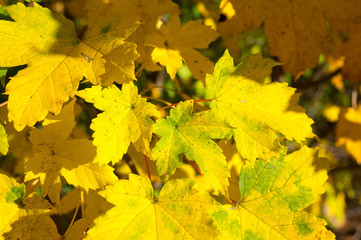 Yellow Autumn Leaves Background Textures