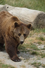 Plakat brown bear in the zoo