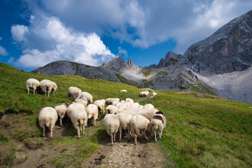 Fototapeta na wymiar Schafe beim Wandern