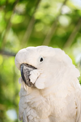 Parrot