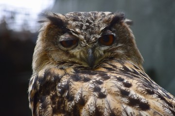 Startled owl