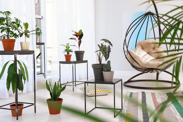 Living room interior with swing chair and indoor plants. Trendy home decor