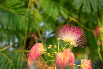 Pink silk mimosa branch with green leaves