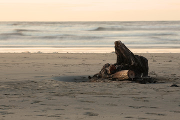 Driftwood log on a beach in the evening light